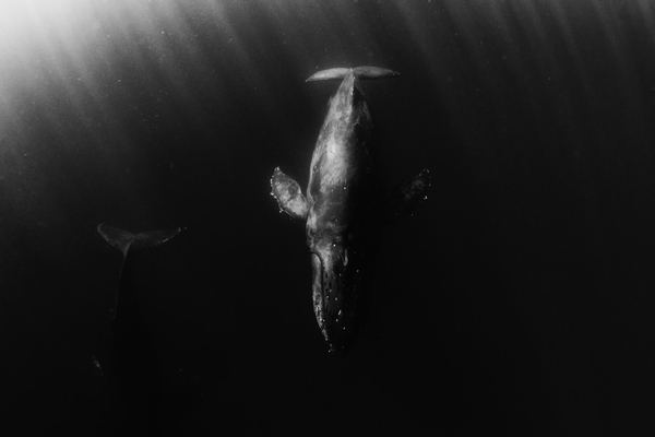 ザトウクジラ