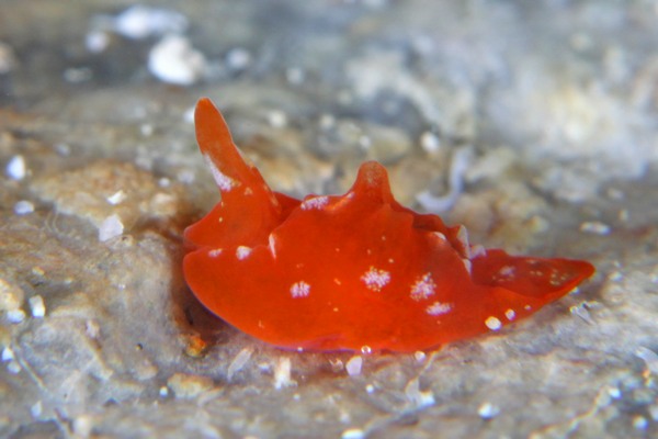 ムラサキウミコチョウ属の一種