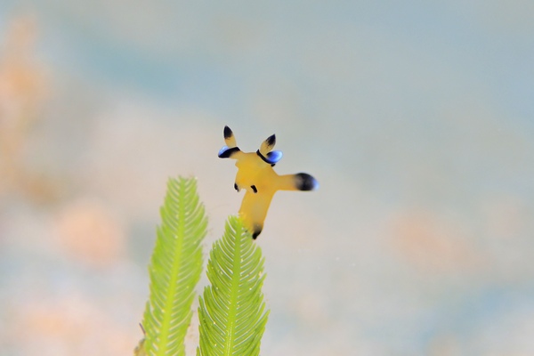 ウデフリツノザヤウミウシ