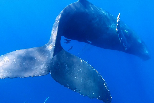 ザトウクジラ