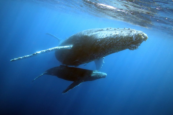 ザトウクジラ