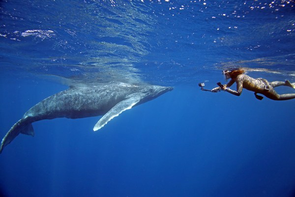 ザトウクジラ