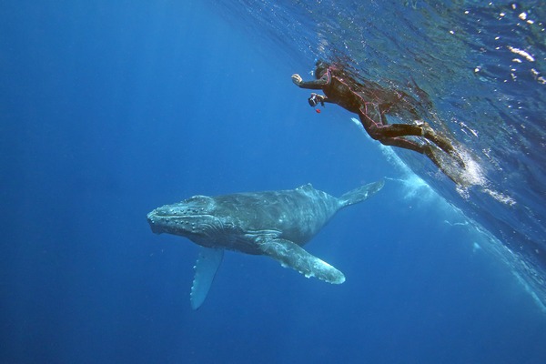 ザトウクジラ