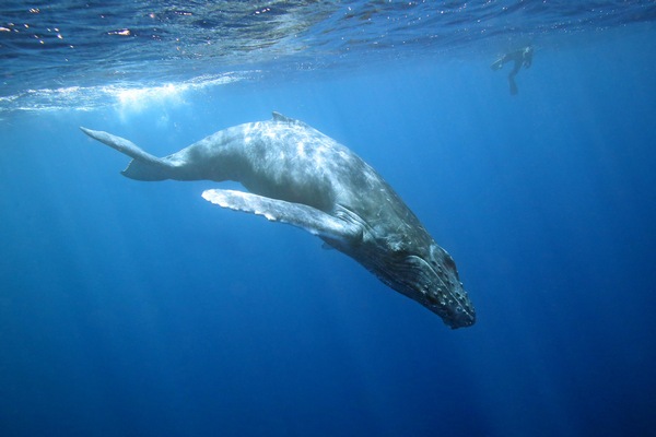 ザトウクジラ