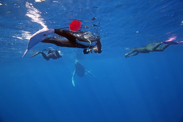 ザトウクジラ