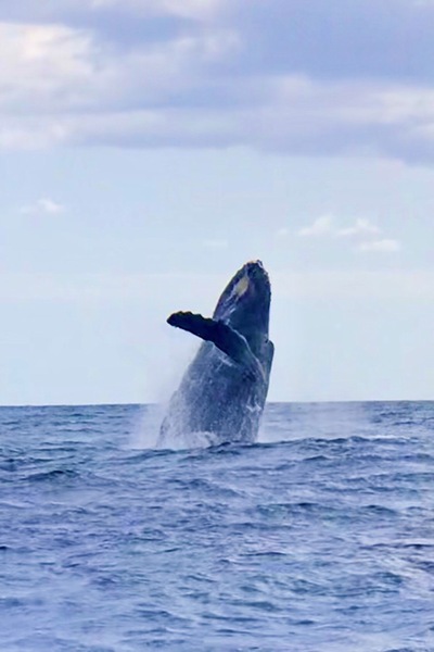 ザトウクジラ