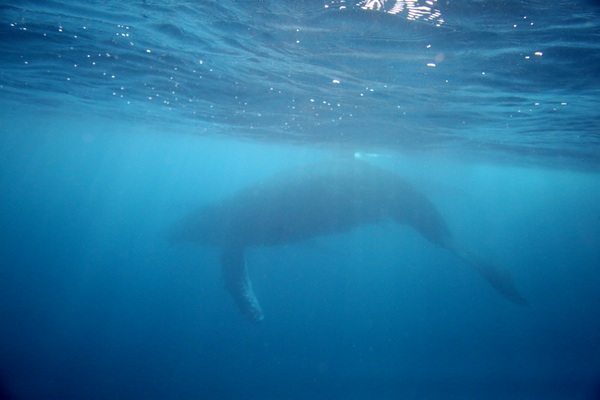 ザトウクジラ