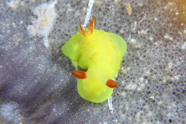 シラユキウミウシ属の一種