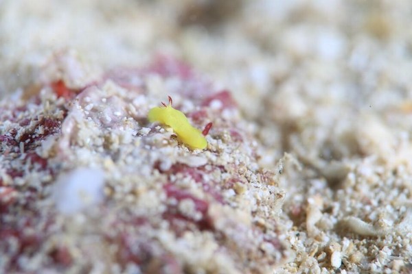 シラユキウミウシ属の一種