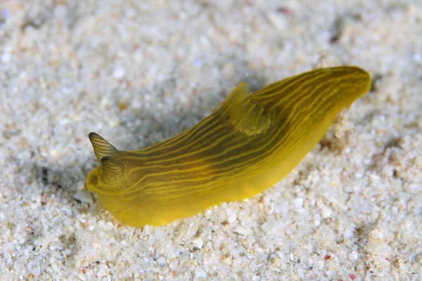 タスジキヌハダウミウシ