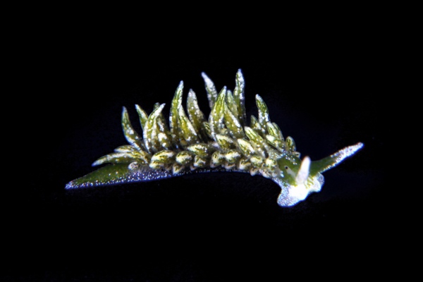 ハダカモウミウシ科の一種