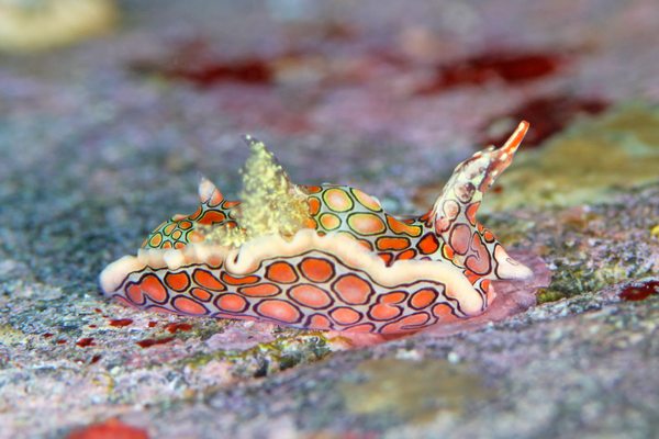 トウモンウミコチョウ