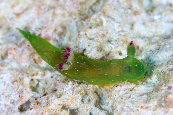 コミドリリュウグウウミウシ