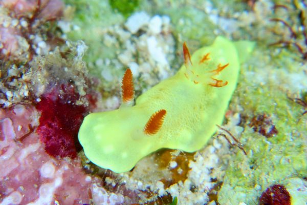 シラユキウミウシ属の一種