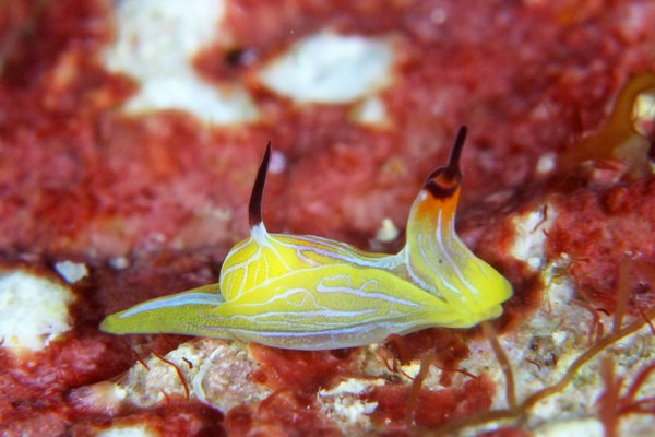 キマダラウミコチョウ属の一種