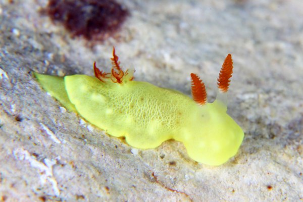 シラユキウミウシ属の一種