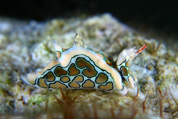 トウモンウミコチョウ