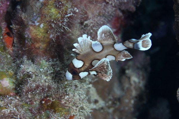 チョウチョウコショウダイ