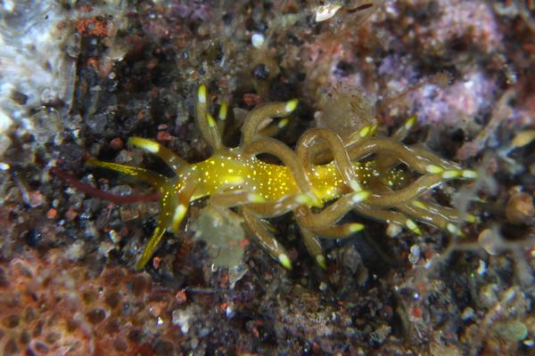 フジエラミノウミウシ属の一種