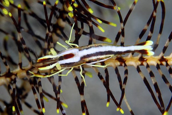 アンボンウミシダヤドリエビ