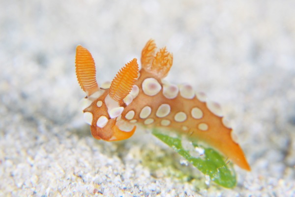 ニシキリュウグウウミウシ属の一種