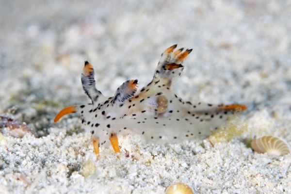 フジタウミウシ属の一種