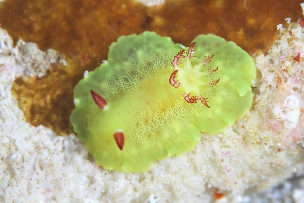 シラユキウミウシ属の一種