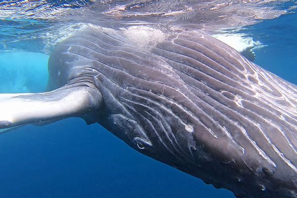 ザトウクジラ