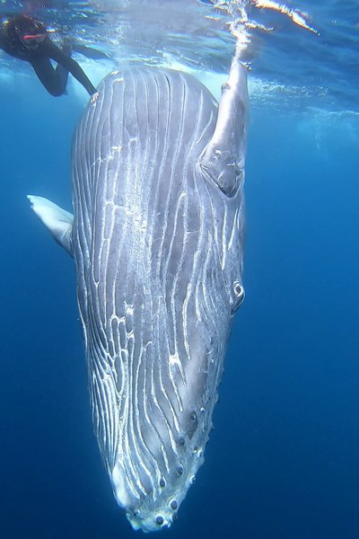 ザトウクジラ