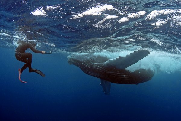 ザトウクジラ