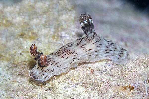 ブッシュドノエルウミウシ