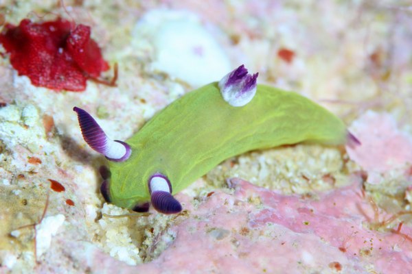 ニコラスリュウグウウミウシ