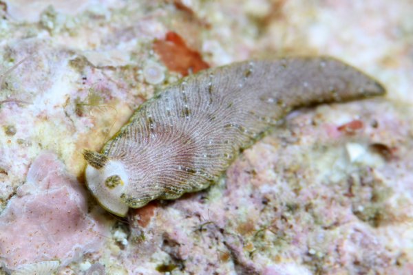 カキシブオトメウミウシ