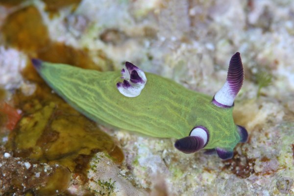 ニコラスリュウグウウミウシ