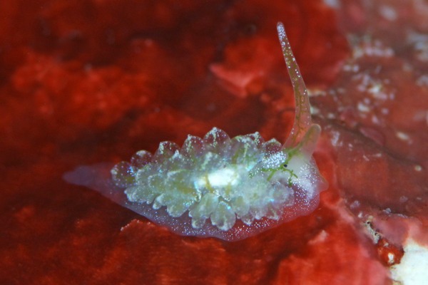 ハダカモウミウシ科の一種