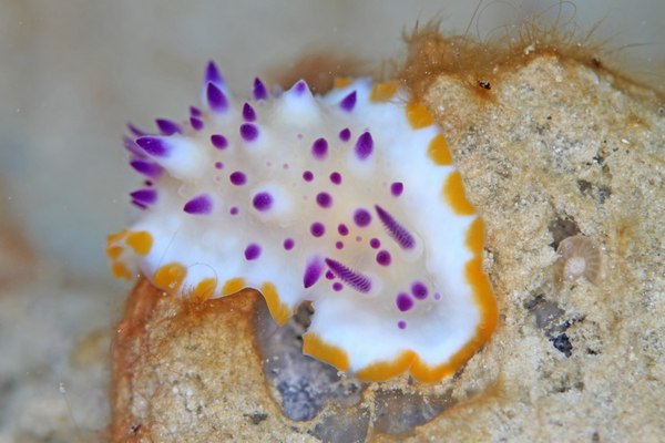 レンゲウミウシ
