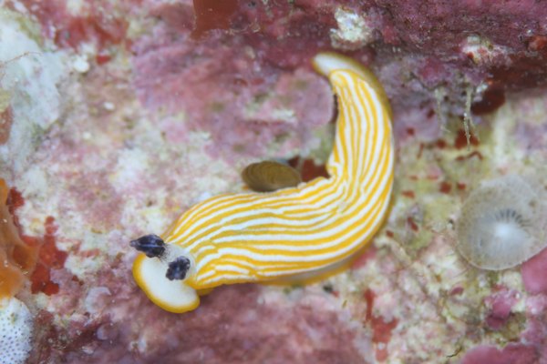 キシマオトメウミウシ