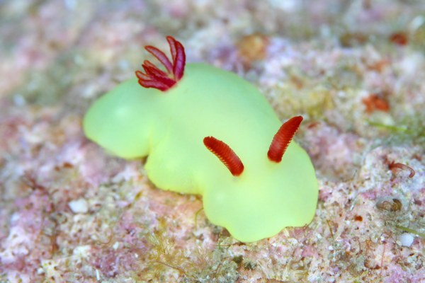 ラボウトウミウシ