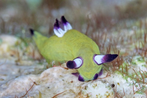 ニコラスリュウグウウミウシ