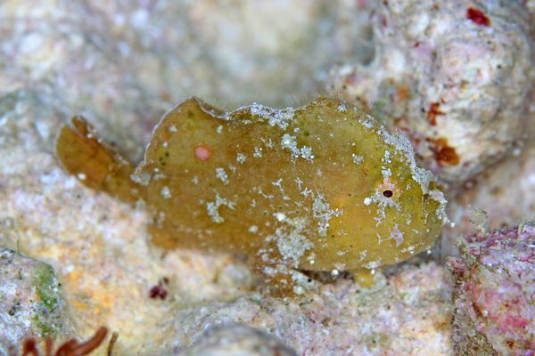 ヒメヒラタカエルアンコウ
