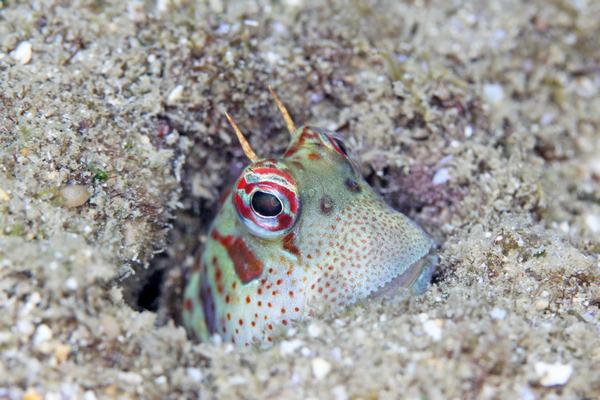 ハナカエルウオ