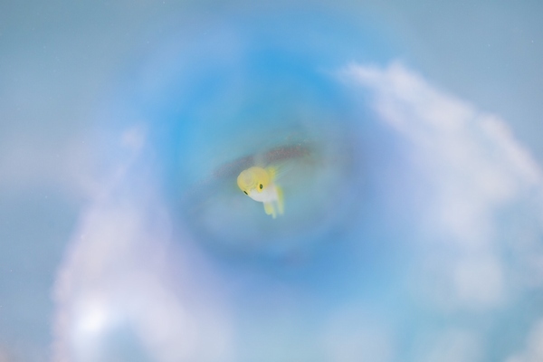 ナカモトイロワケハゼ