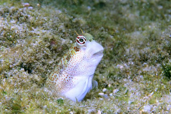 ハナカエルウオ