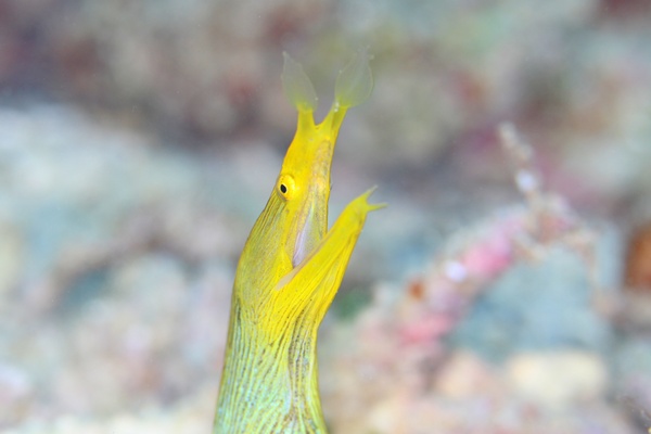 ハナヒゲウツボ