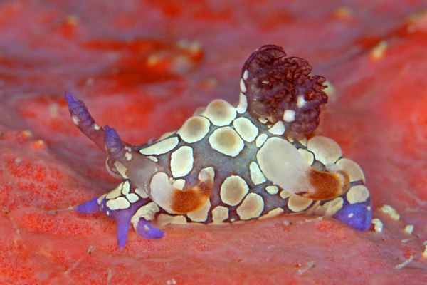 シラタマツガルウミウシ