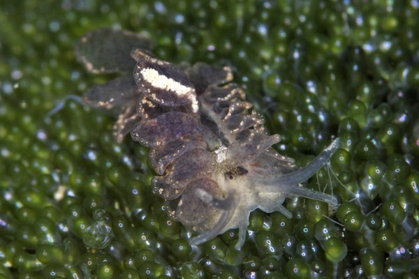 タマナウミウシ属の一種