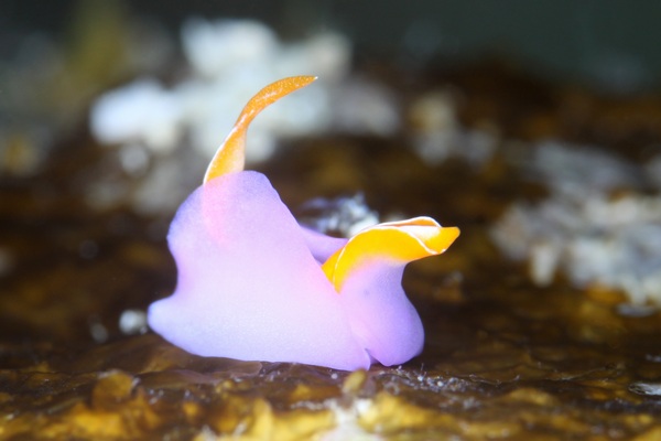 ムラサキウミコチョウ