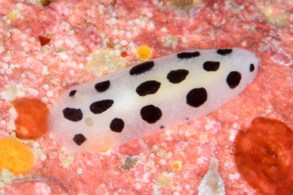ミズタマイボウミウシ
