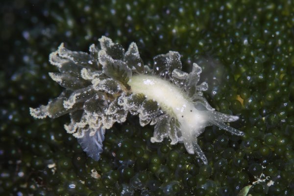 タマナウミウシ属の一種