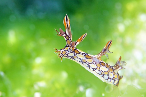ヒオドシユビウミウシ